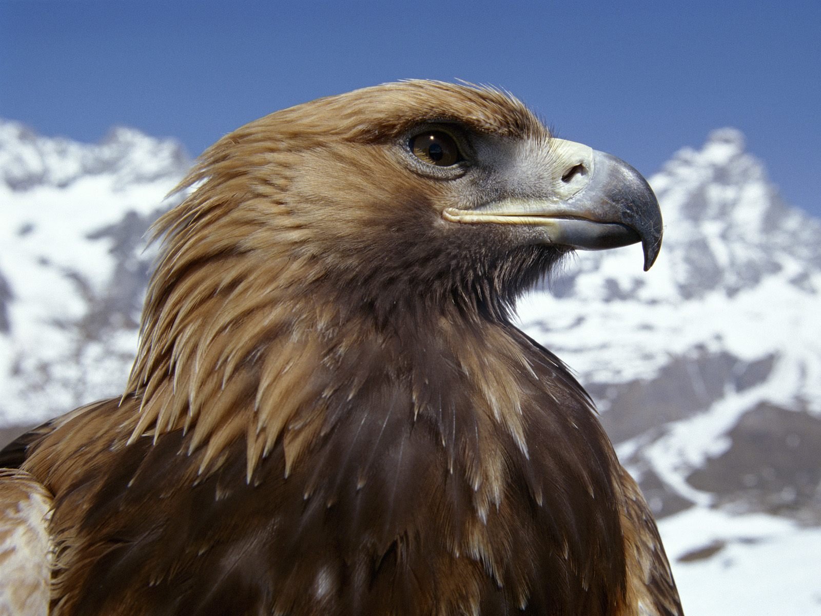 uccello aquila montagne