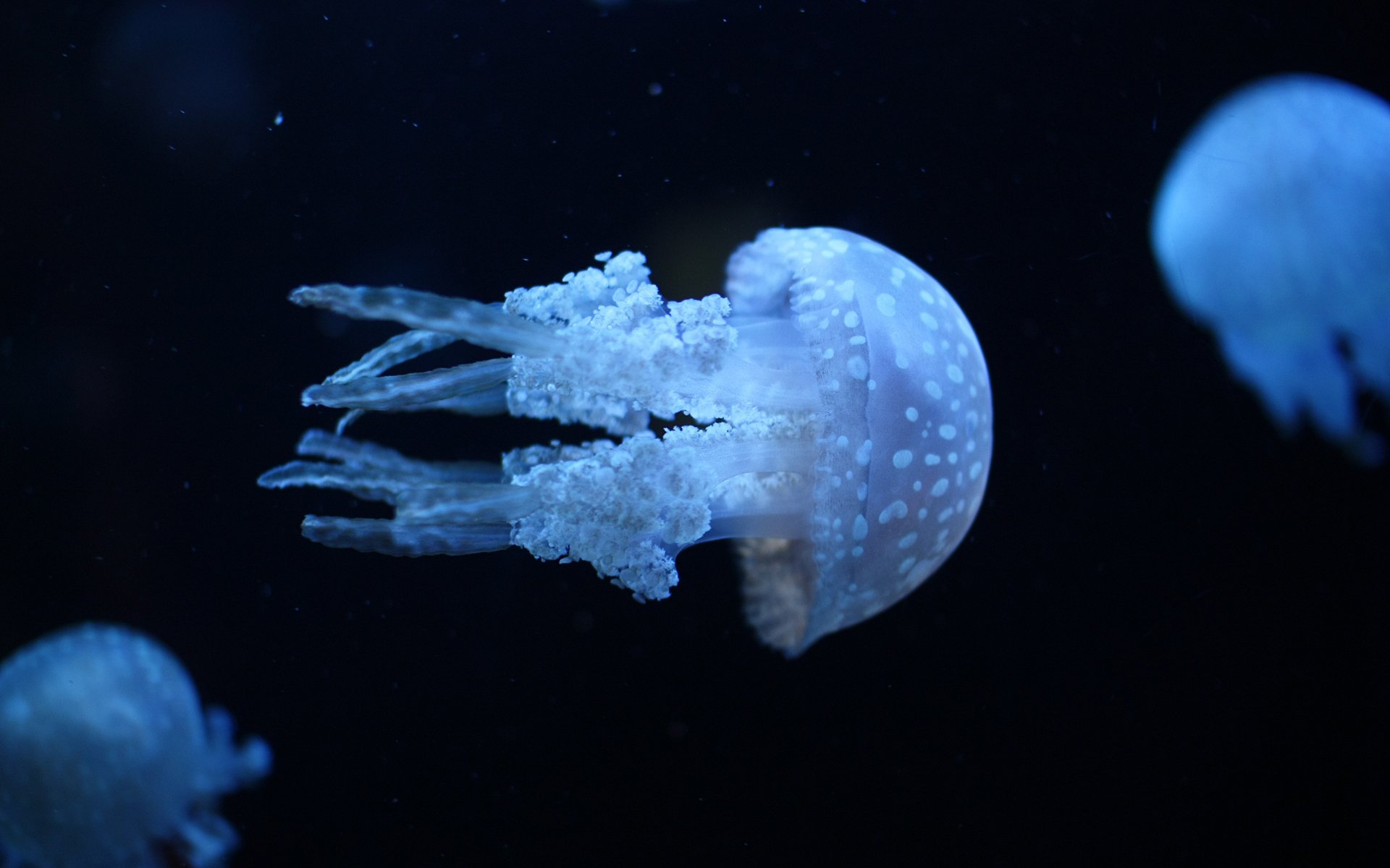 jellyfish sea water ultraviolet