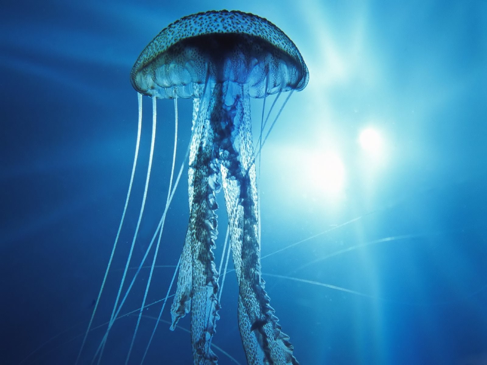 pacific ocean jellyfish underwater