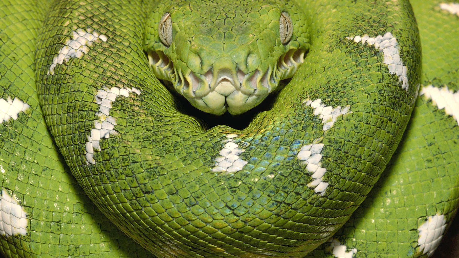 serpiente verde boa leñosa