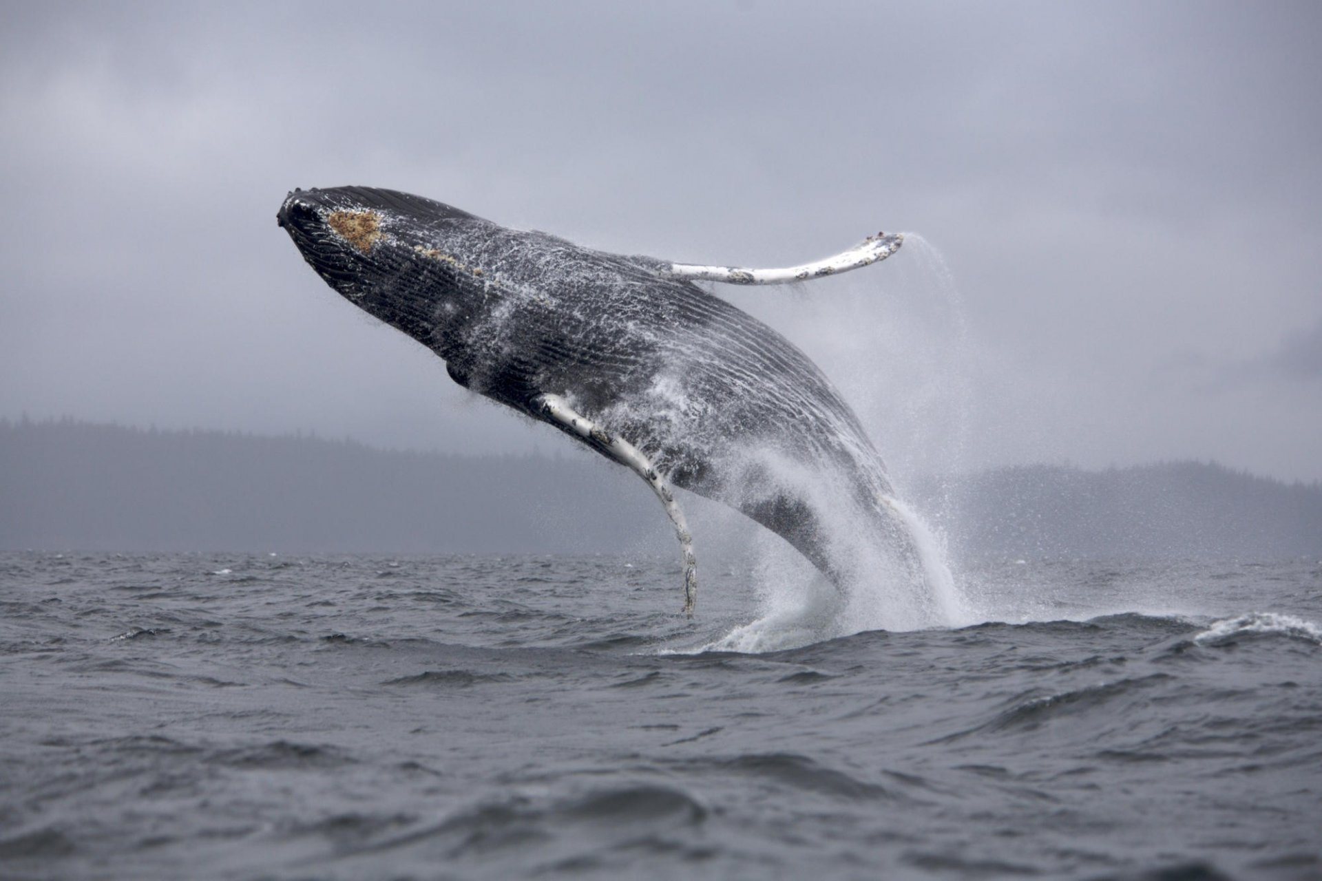 ballena océano cola