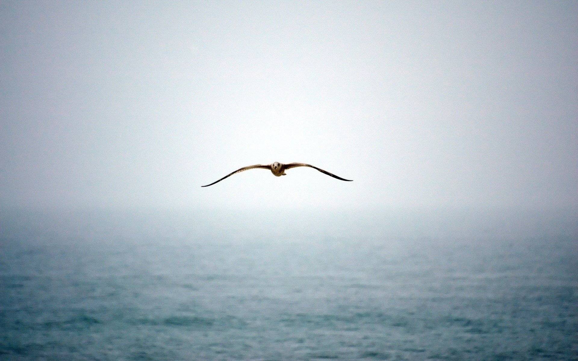 mouette brouillard eau