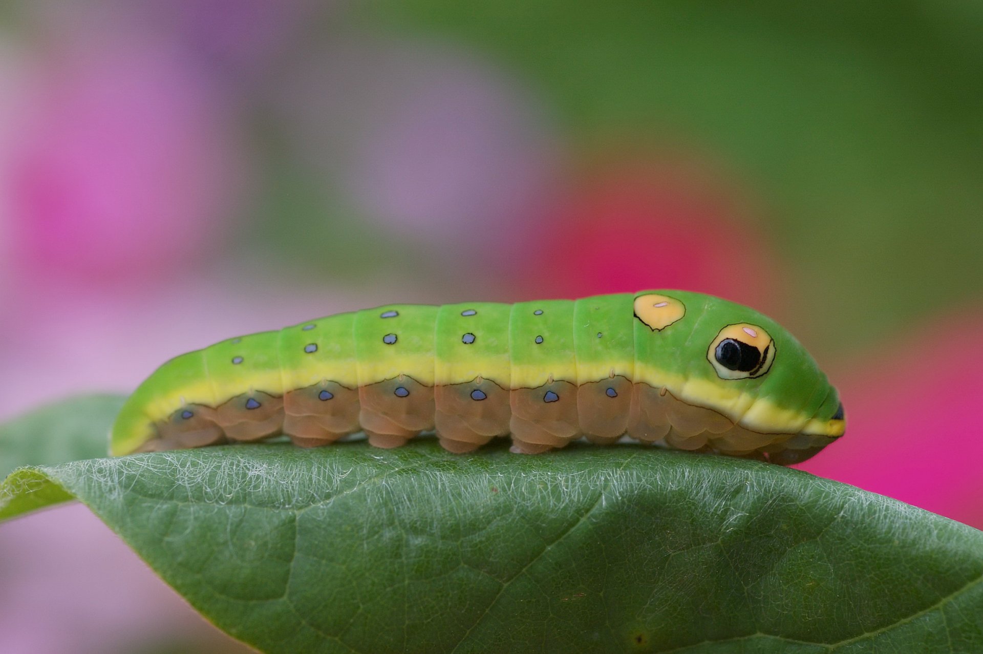 oruga hoja color