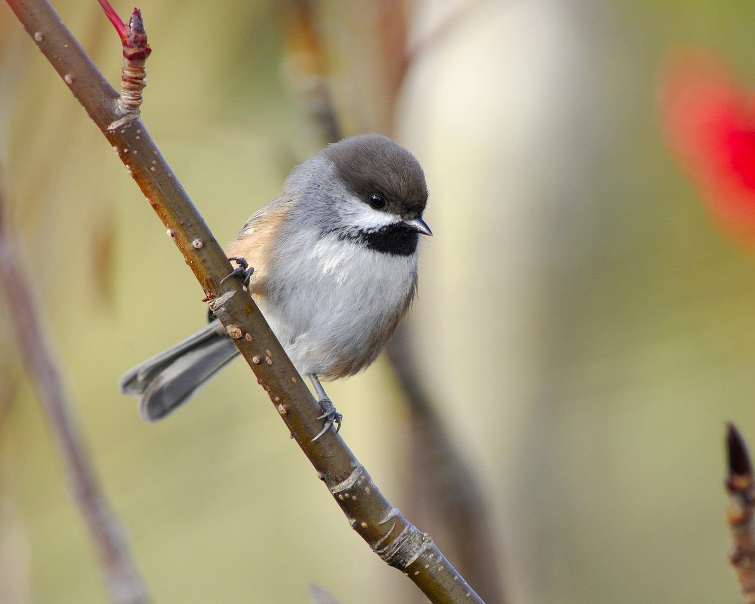 oiseau branche