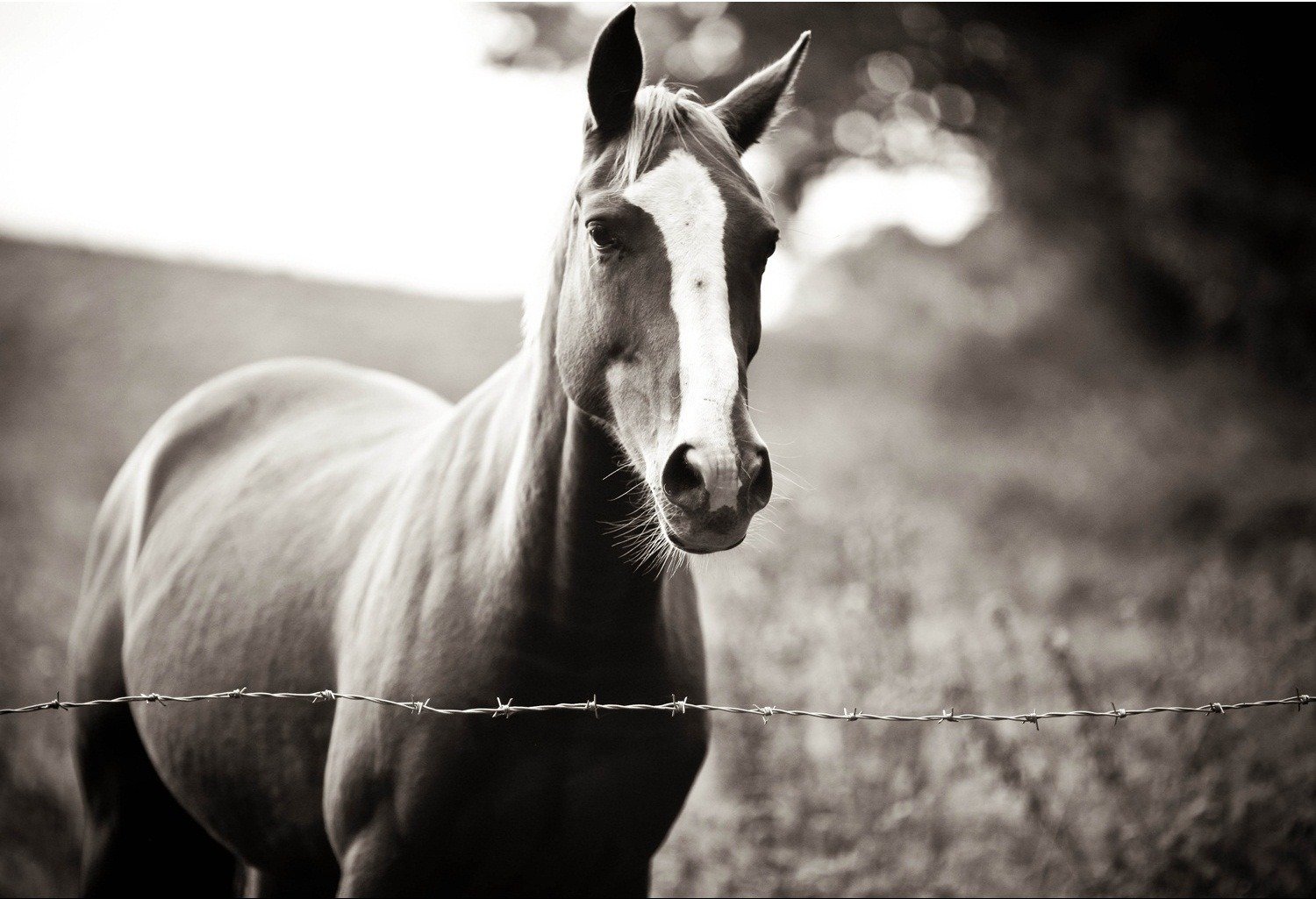 waiting you dedicated horse of the host