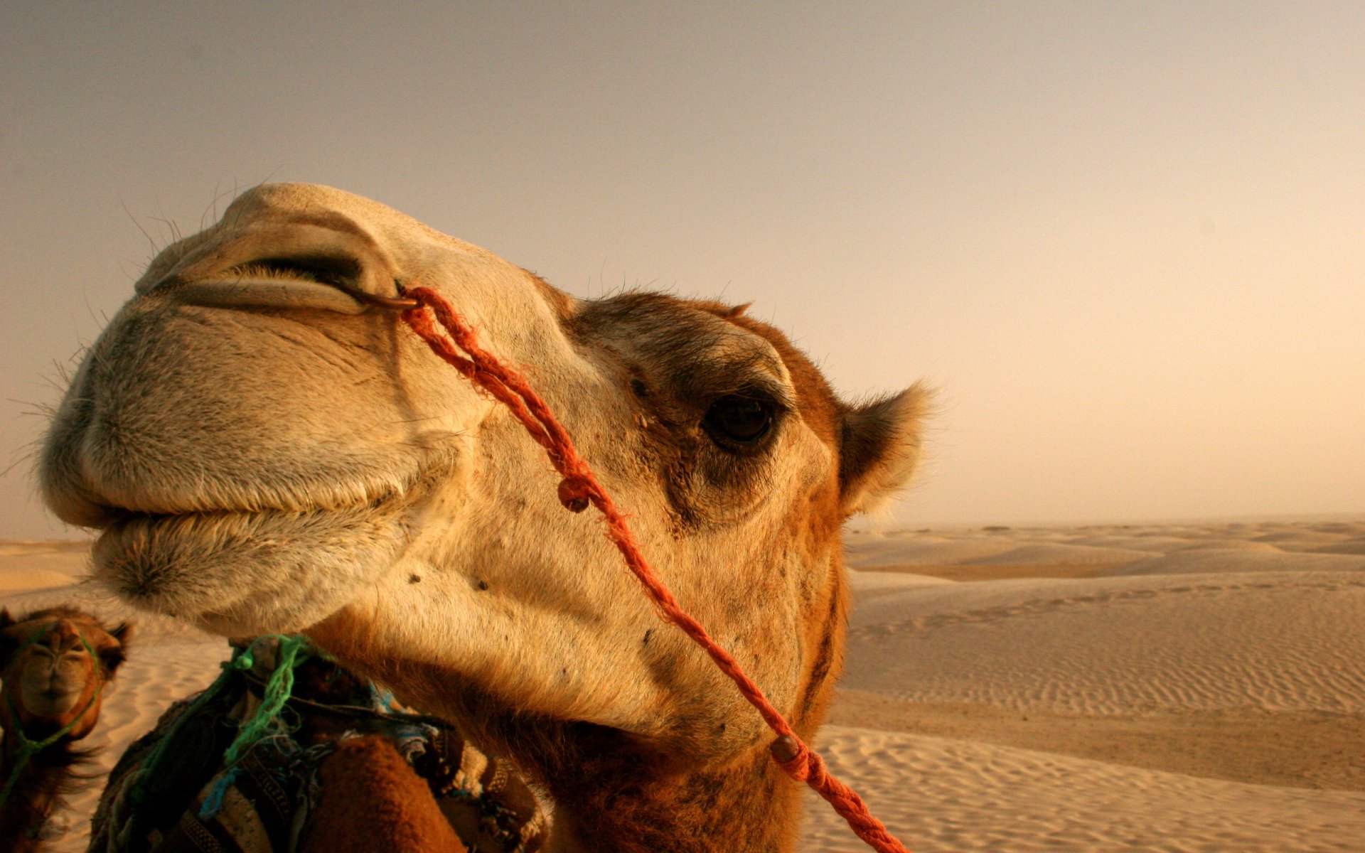 camel desert sun