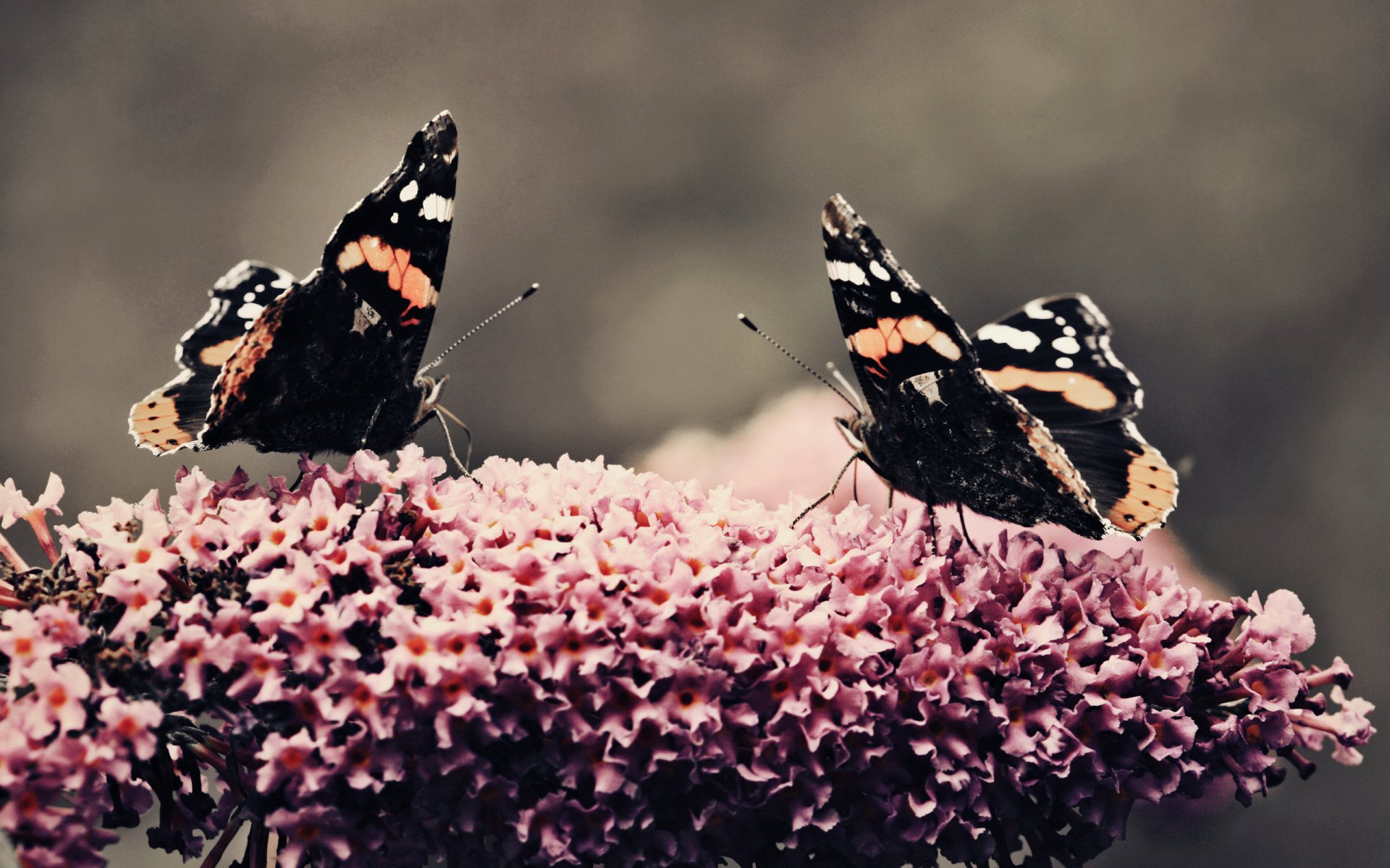 papillons plante fleur beauté