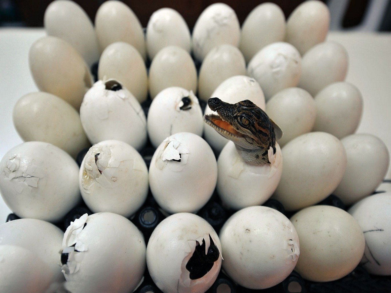 tray eggs birth crocodile