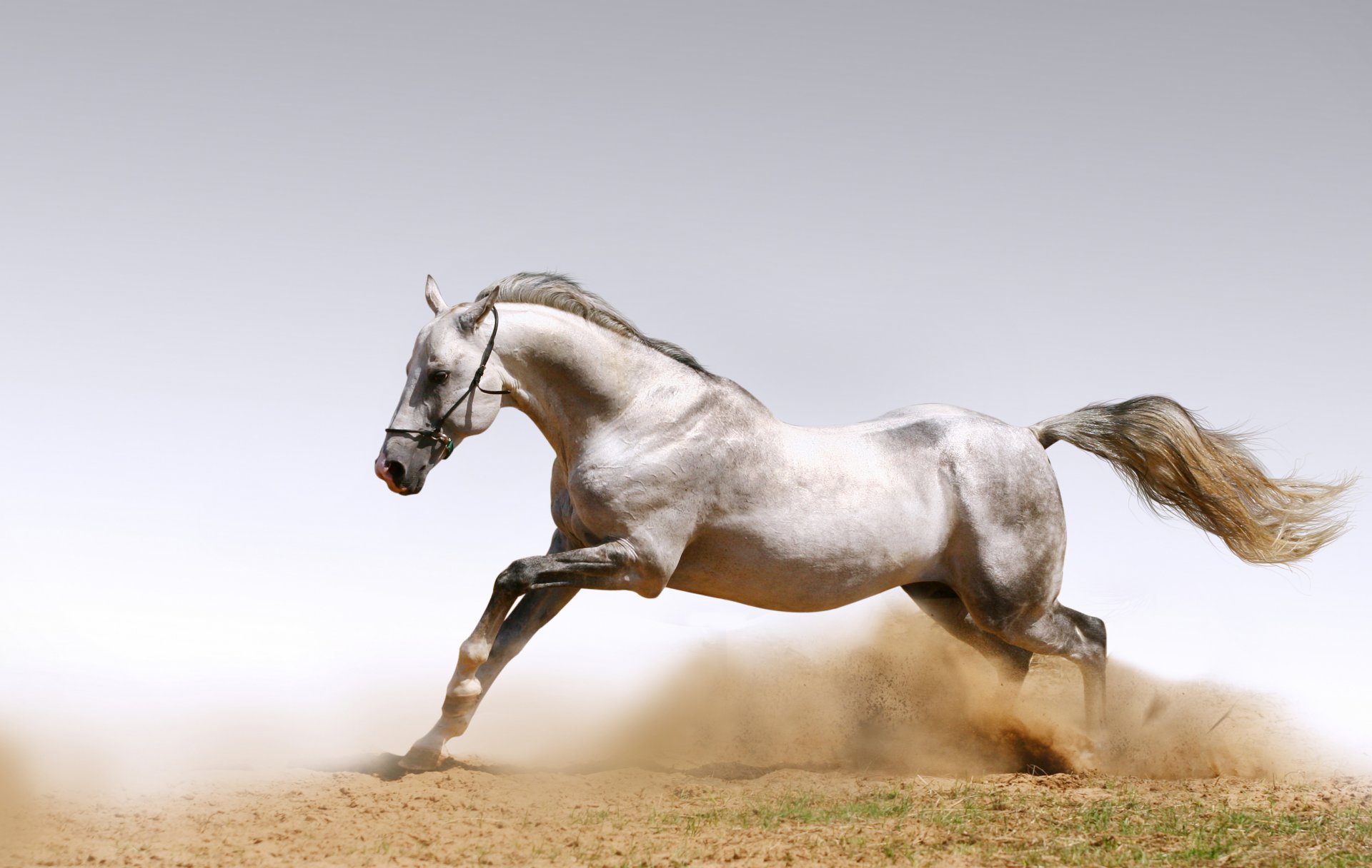 animaux chevaux chevaux poussière sable poussière