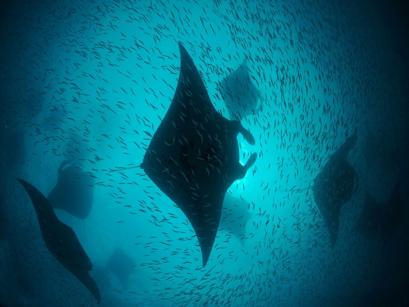 underwater life of the pack family rajiforme