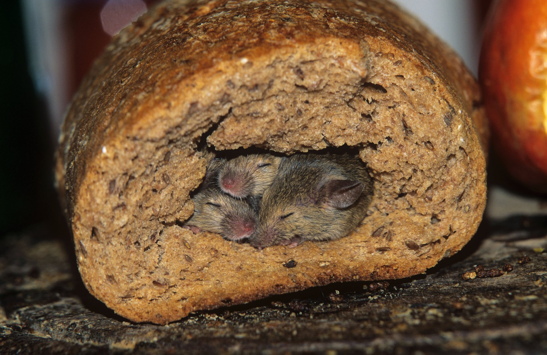 mouse nora bread