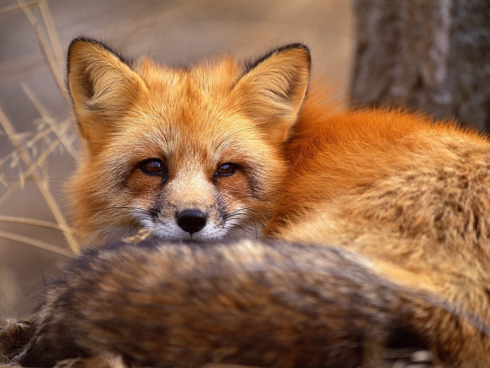 renard roux museau yeux portrait animaux