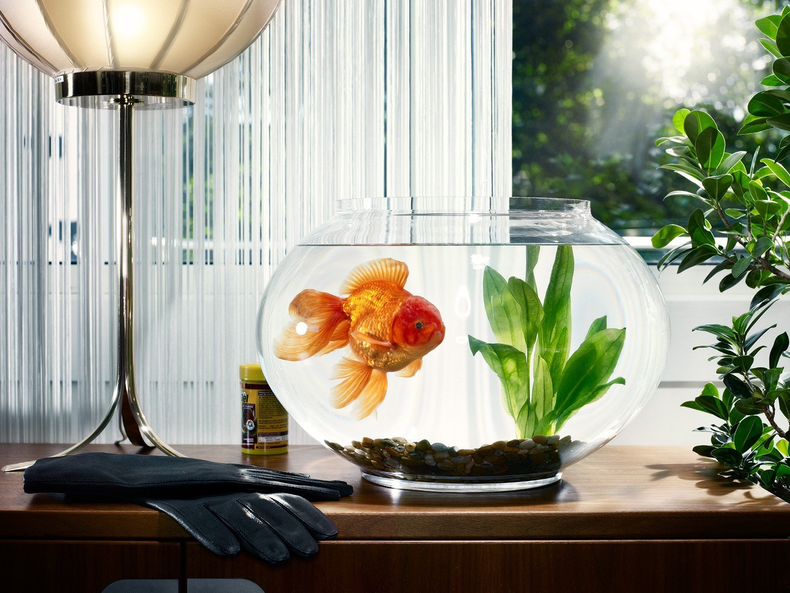 aquarium goldfish algae gloves window