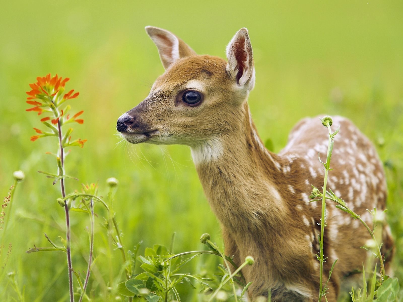 deer summer eyes face gra