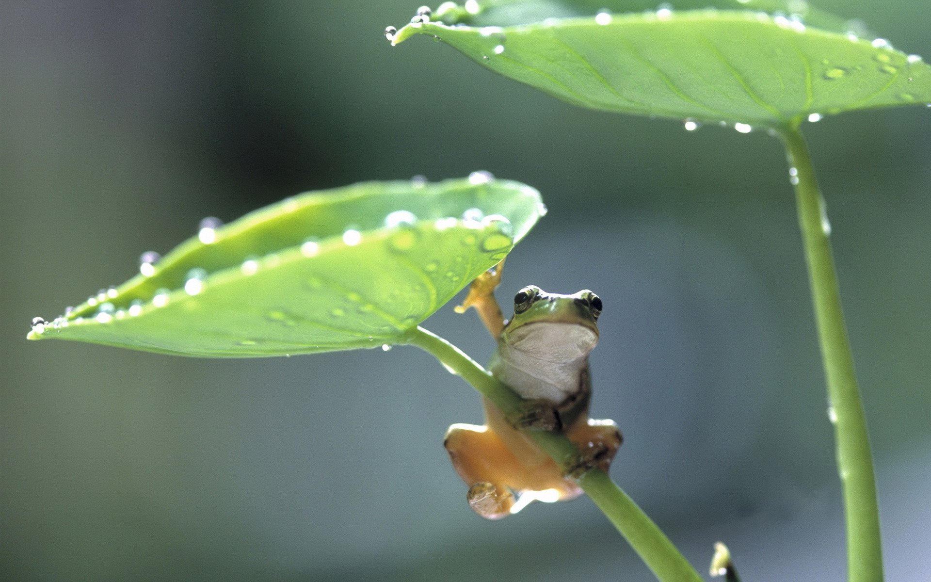 grenouille feuilles