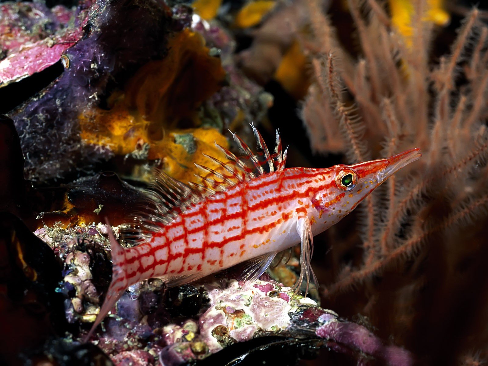 fish sea diving coral