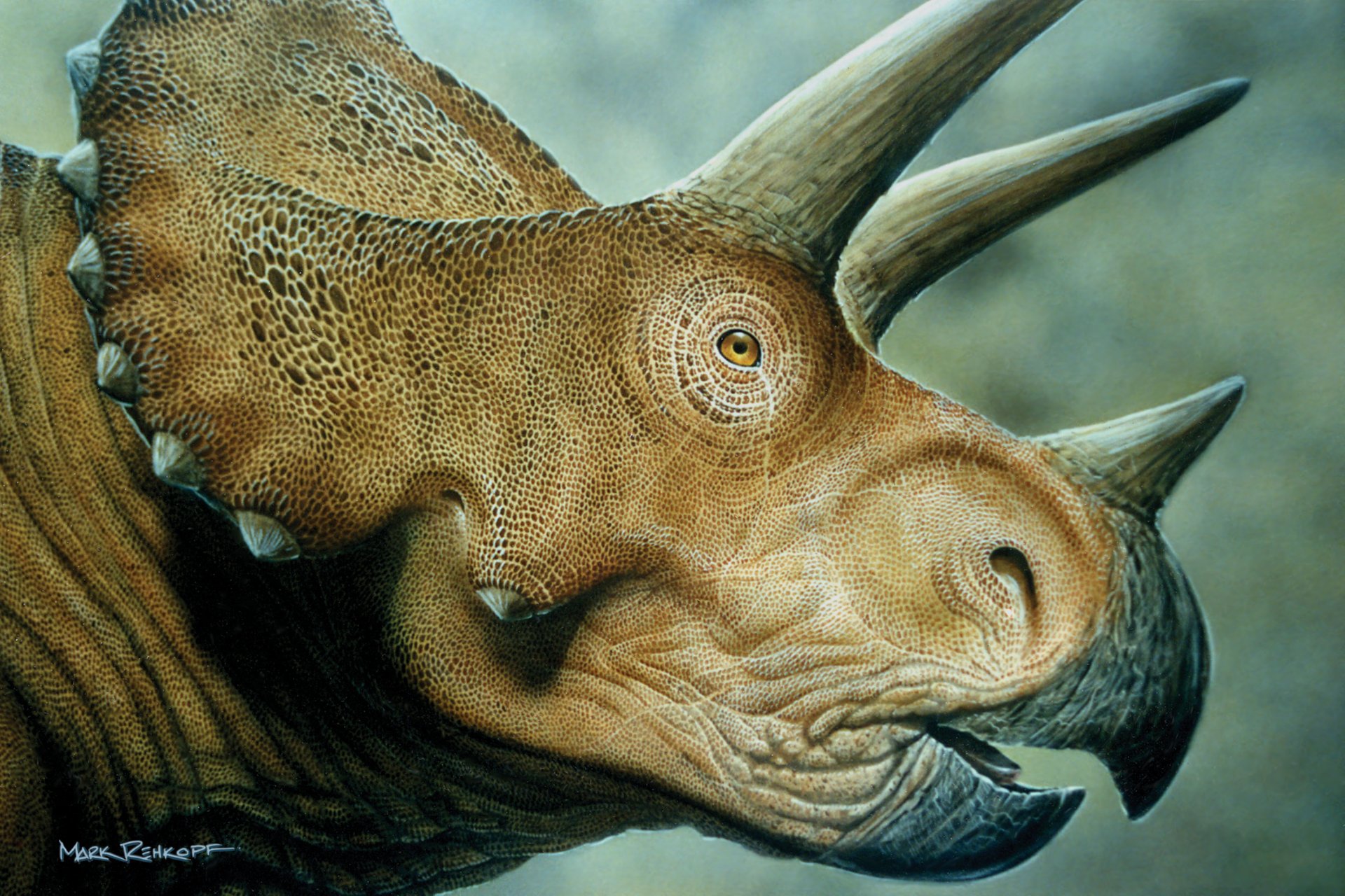 triceratops dinosaur mrodaha