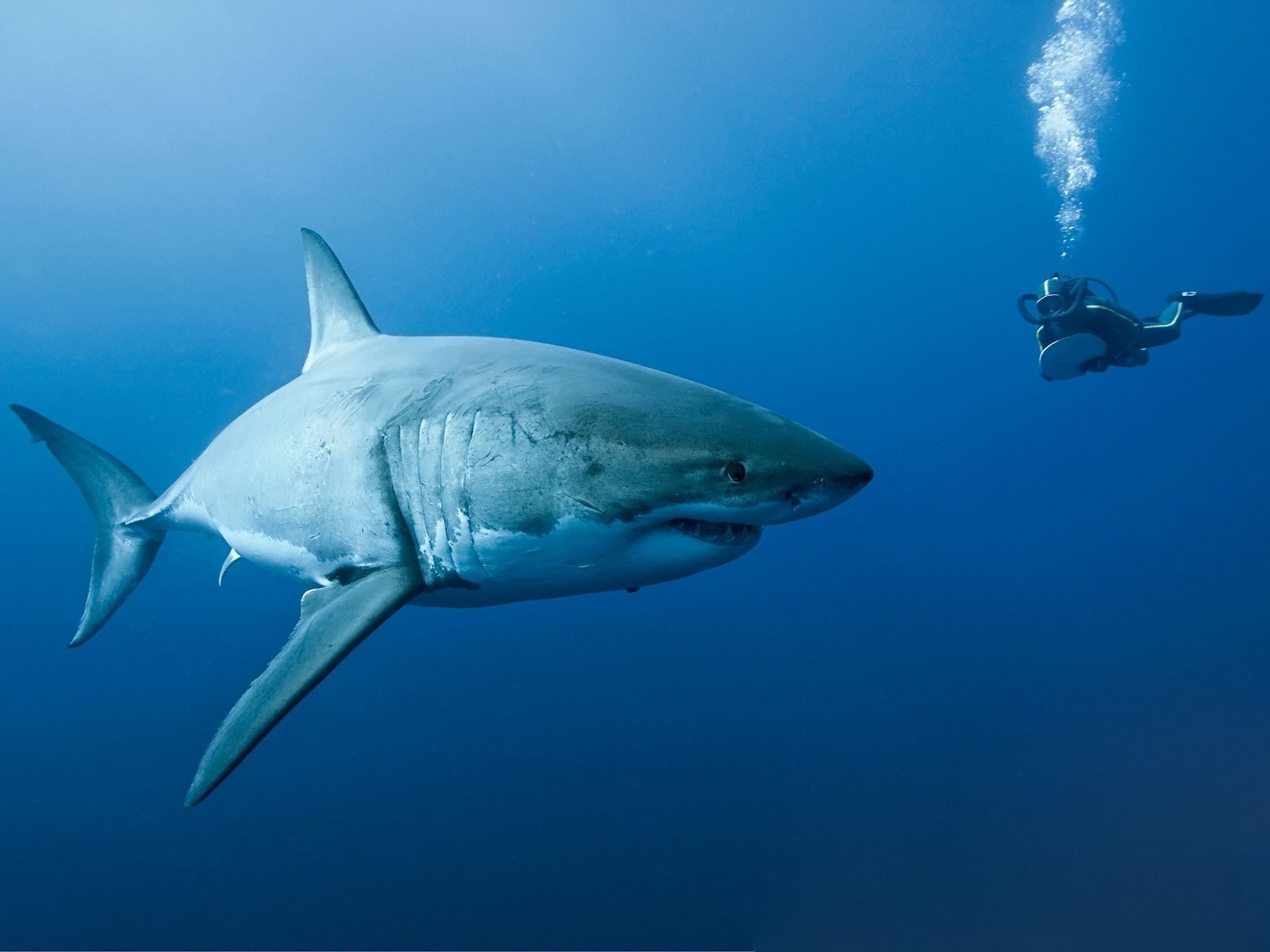 océans requin plongeur