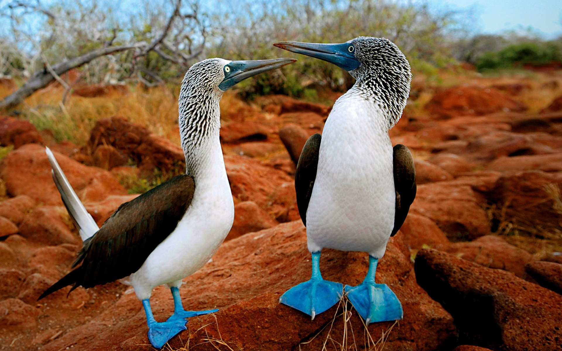 2 pájaros charlar patas azules