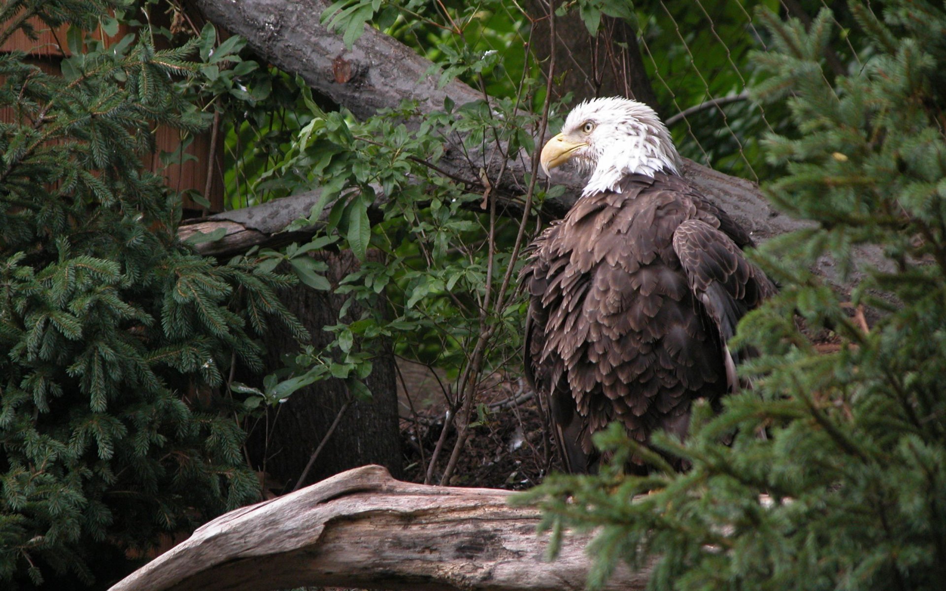 aigle arbres verdure