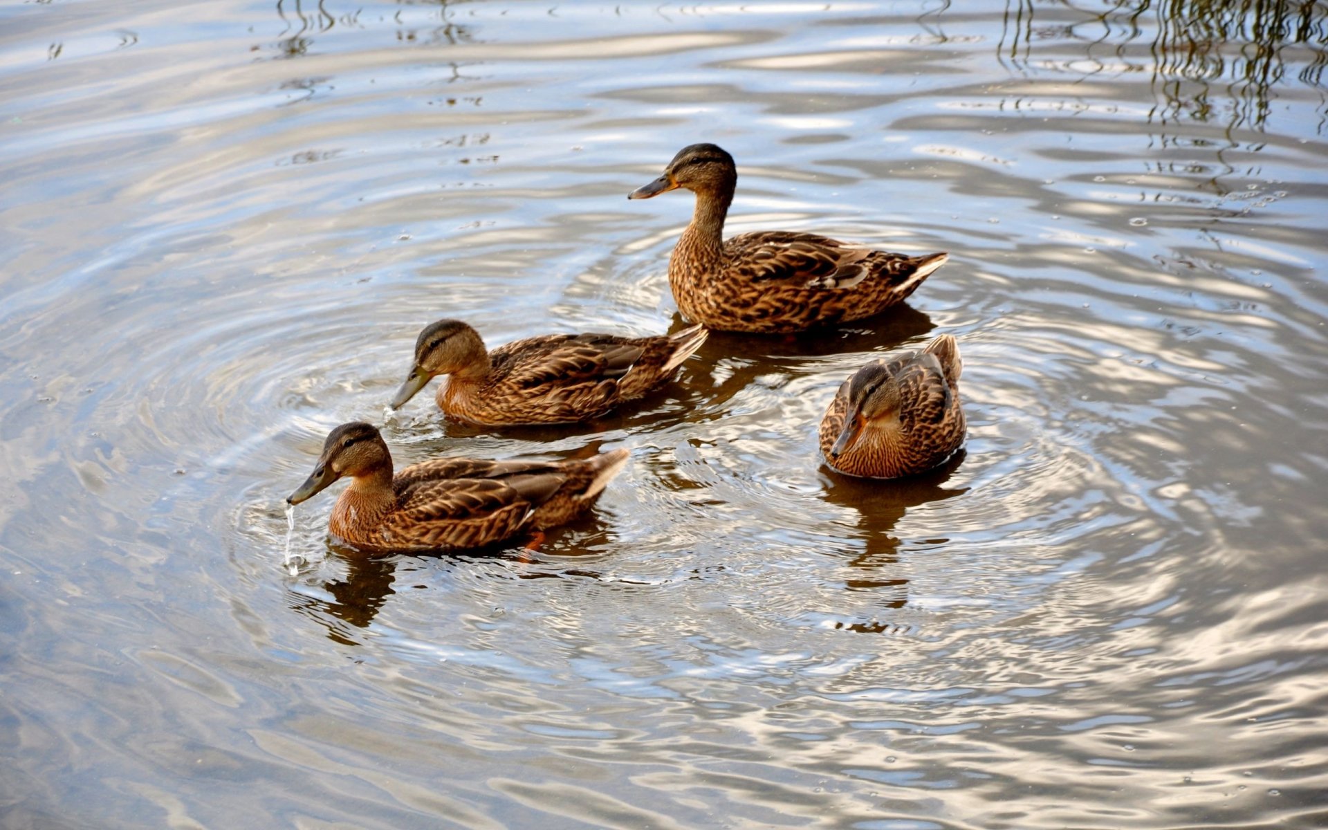 patos estanque círculos agua