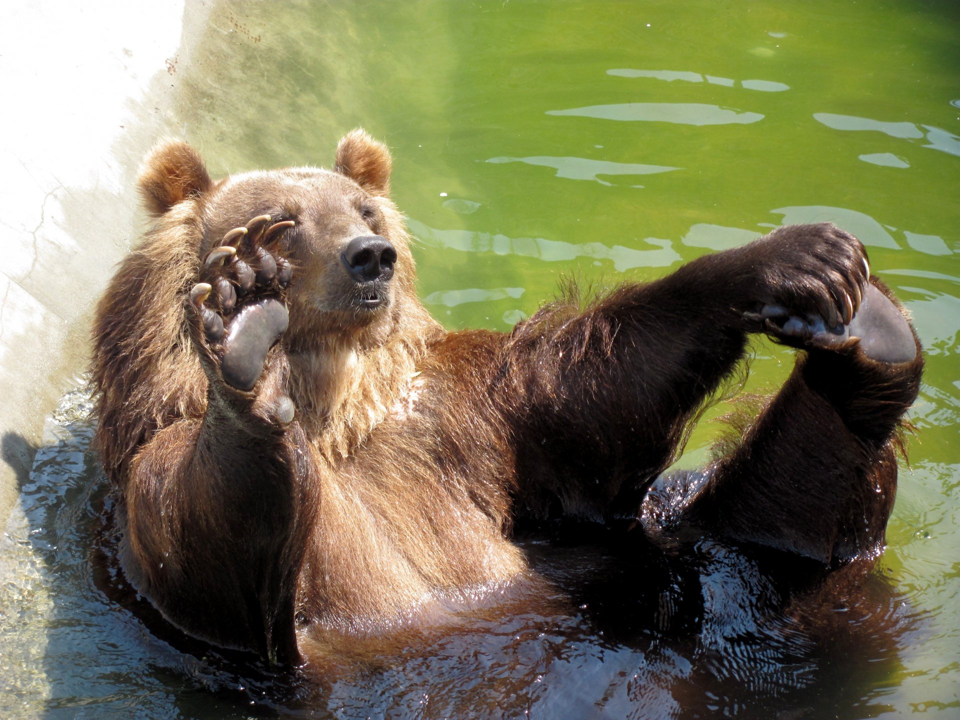 bär pool hallo