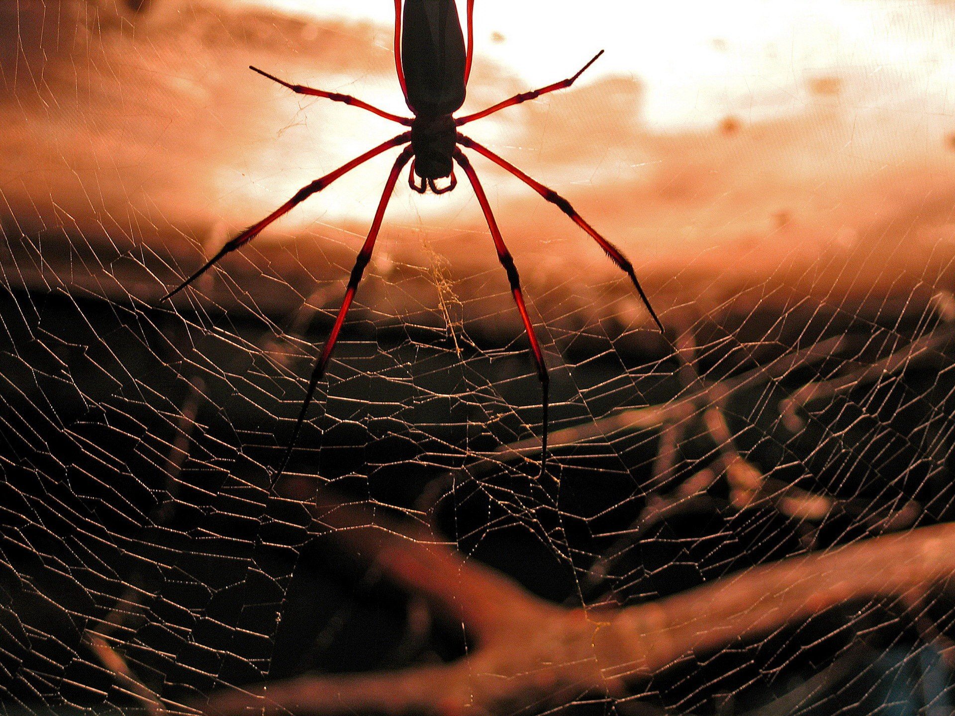 araña telaraña rojo