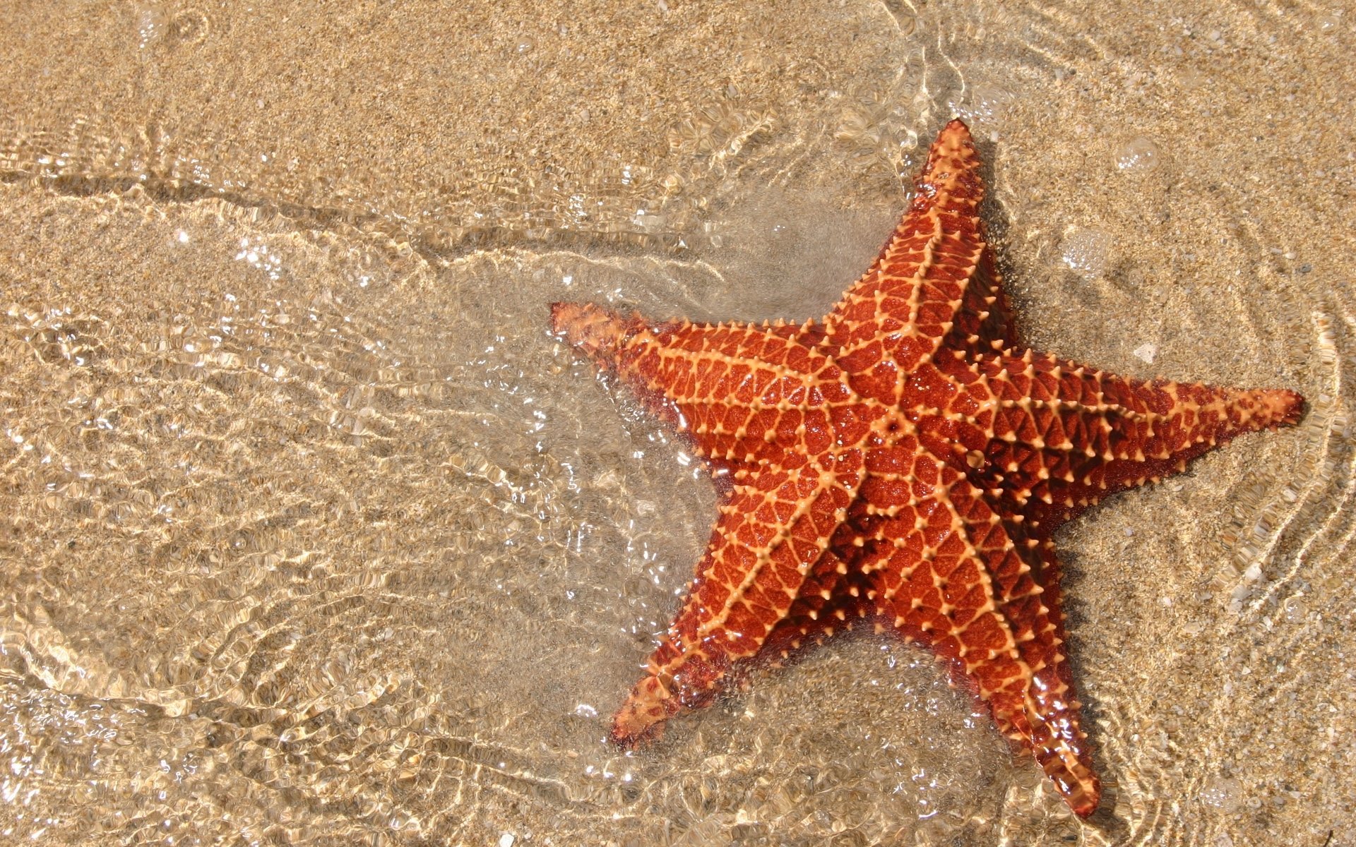 oceano sabbia mare stella