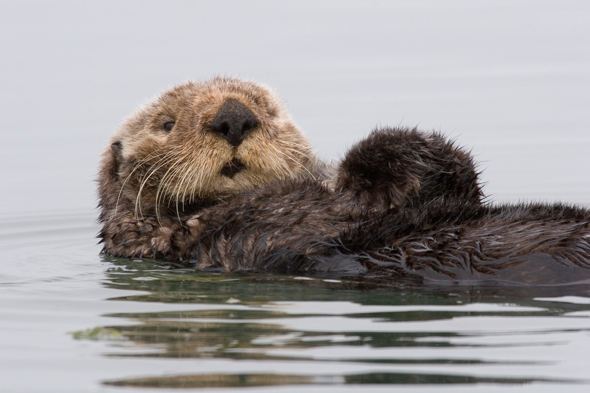 kalan seeotter wasser kalifornien