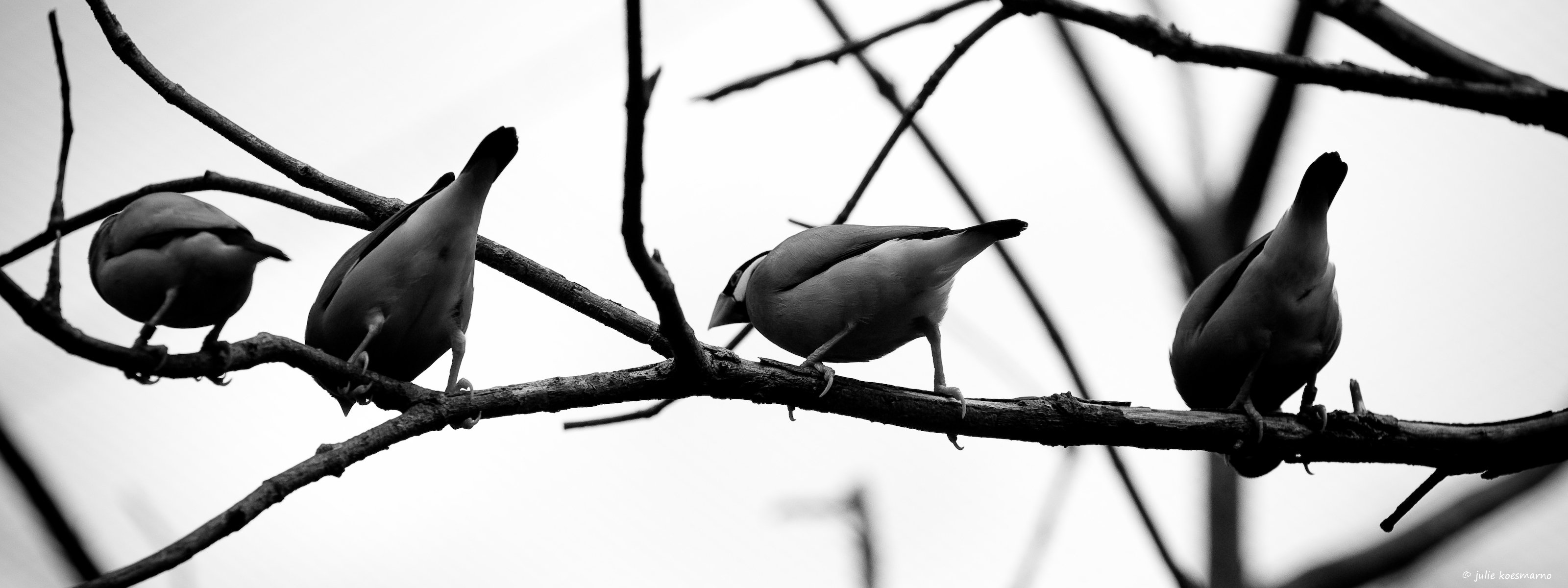 pájaros rama gris