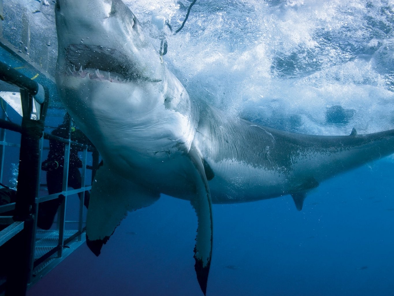 ocean cell diver white shark fall