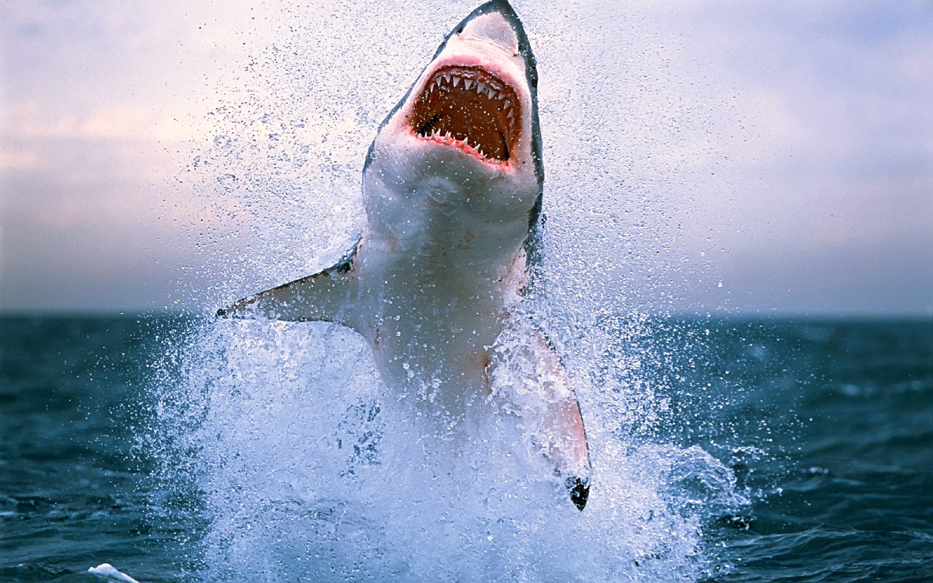 hai hai zähne gefahr meer wasser ozean wellen spritzer tierfoto tiere