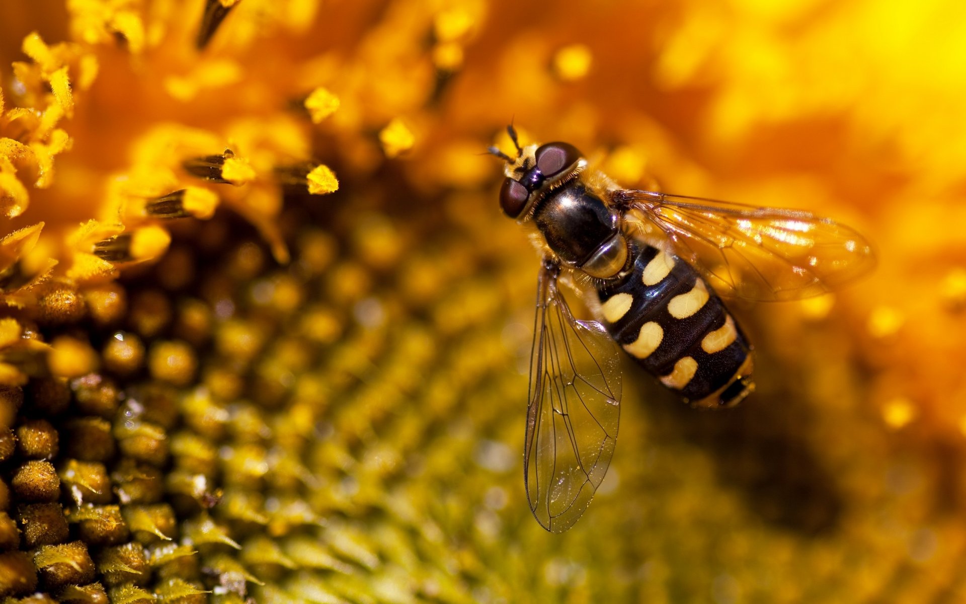 nature tournesol abeille fond d écran