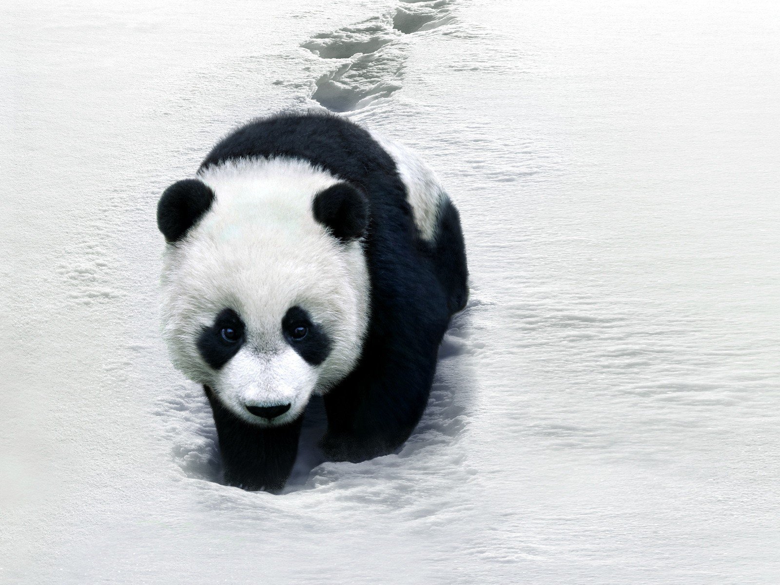 panda était dans le film panda trace