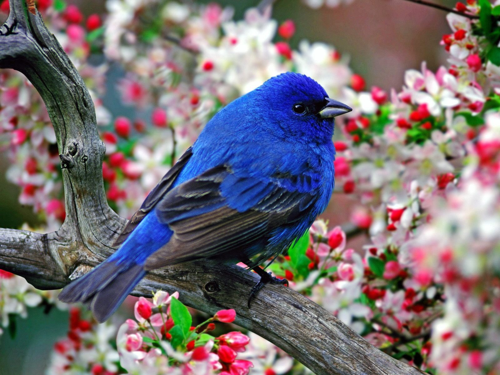 oiseau fleurs plumes