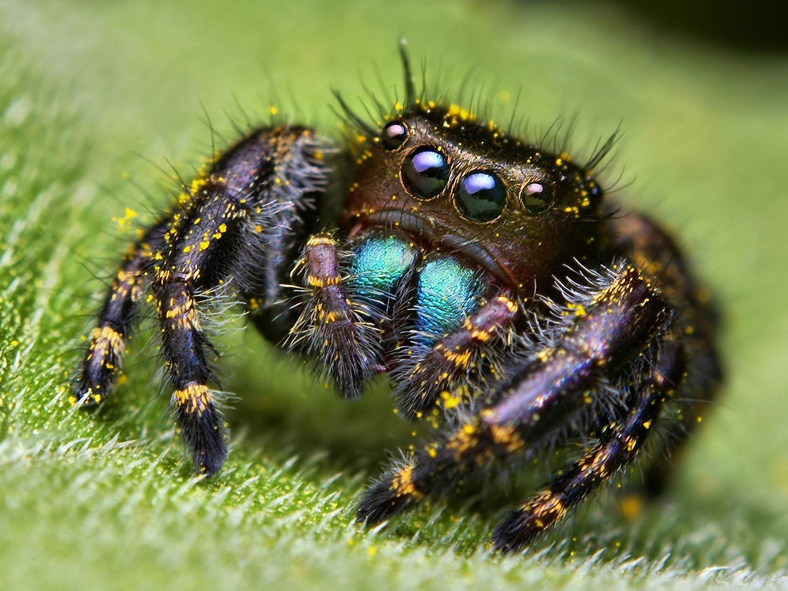 araignée yeux feuille