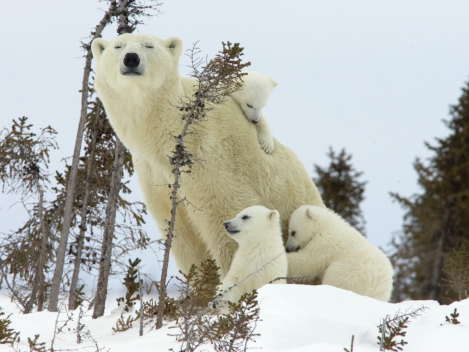 ours oursons hiver