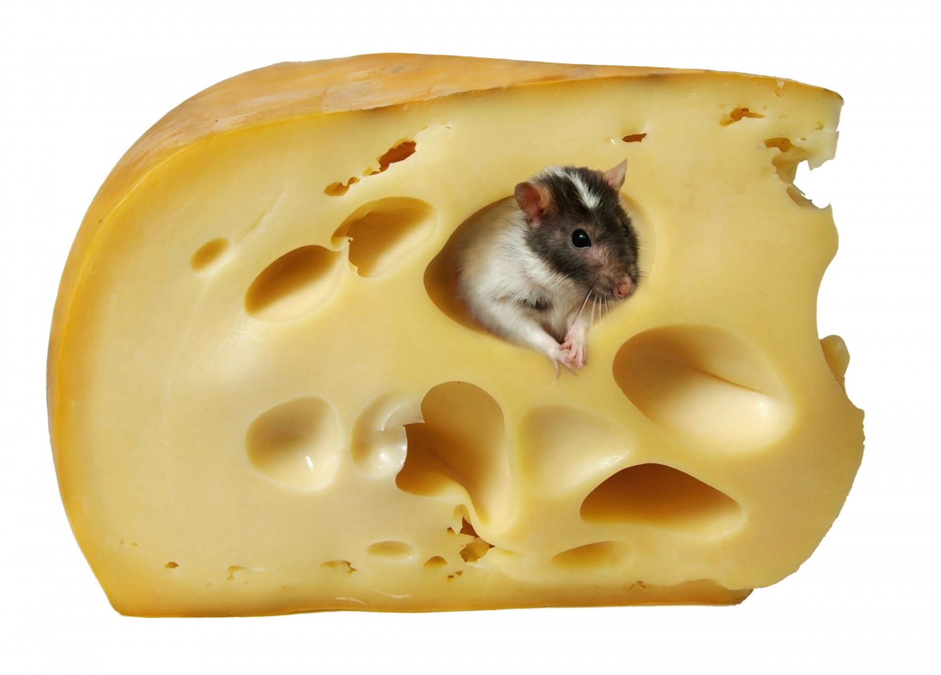 käse ratte maus weißer hintergrund