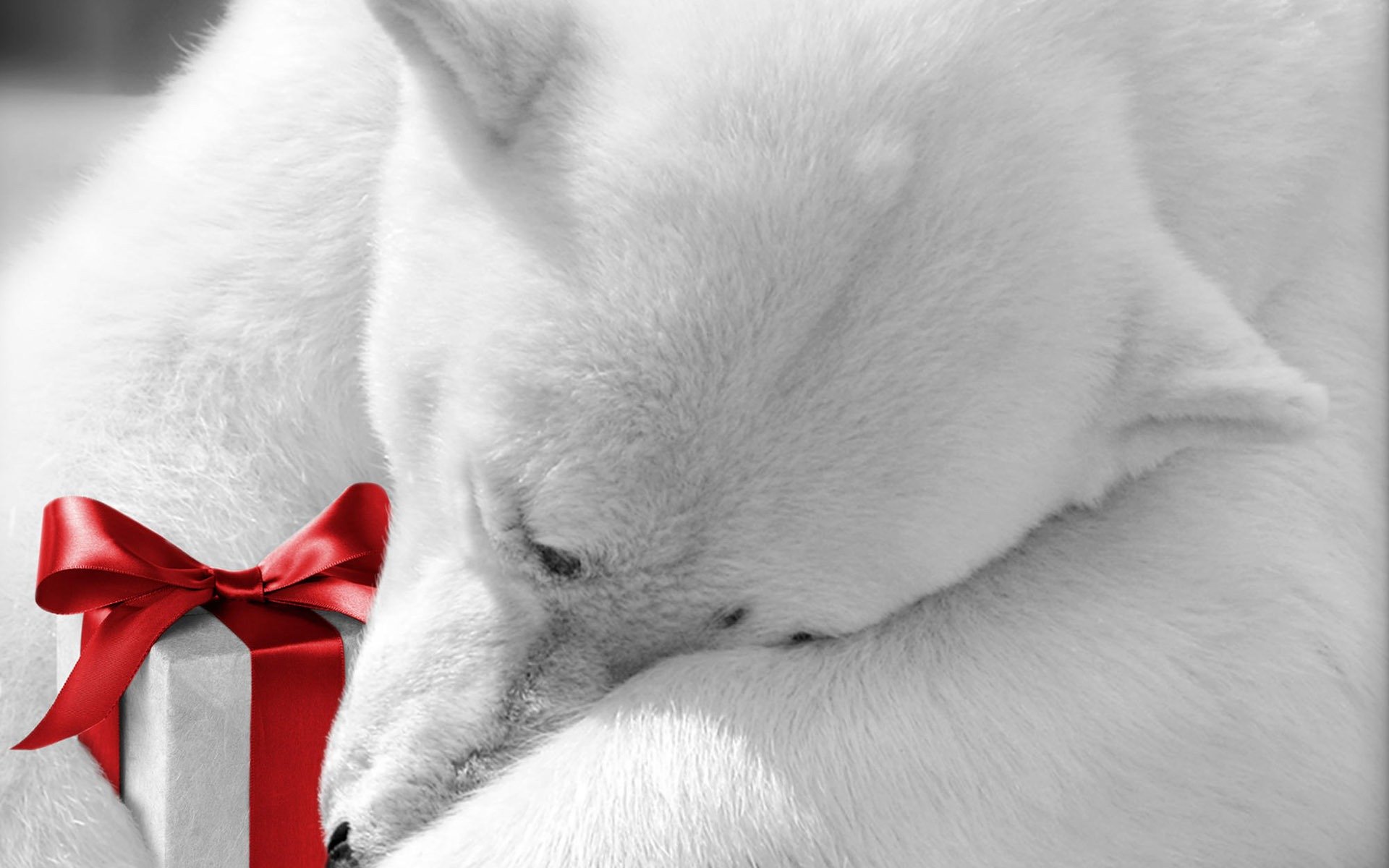 polar bear holiday present bow animal