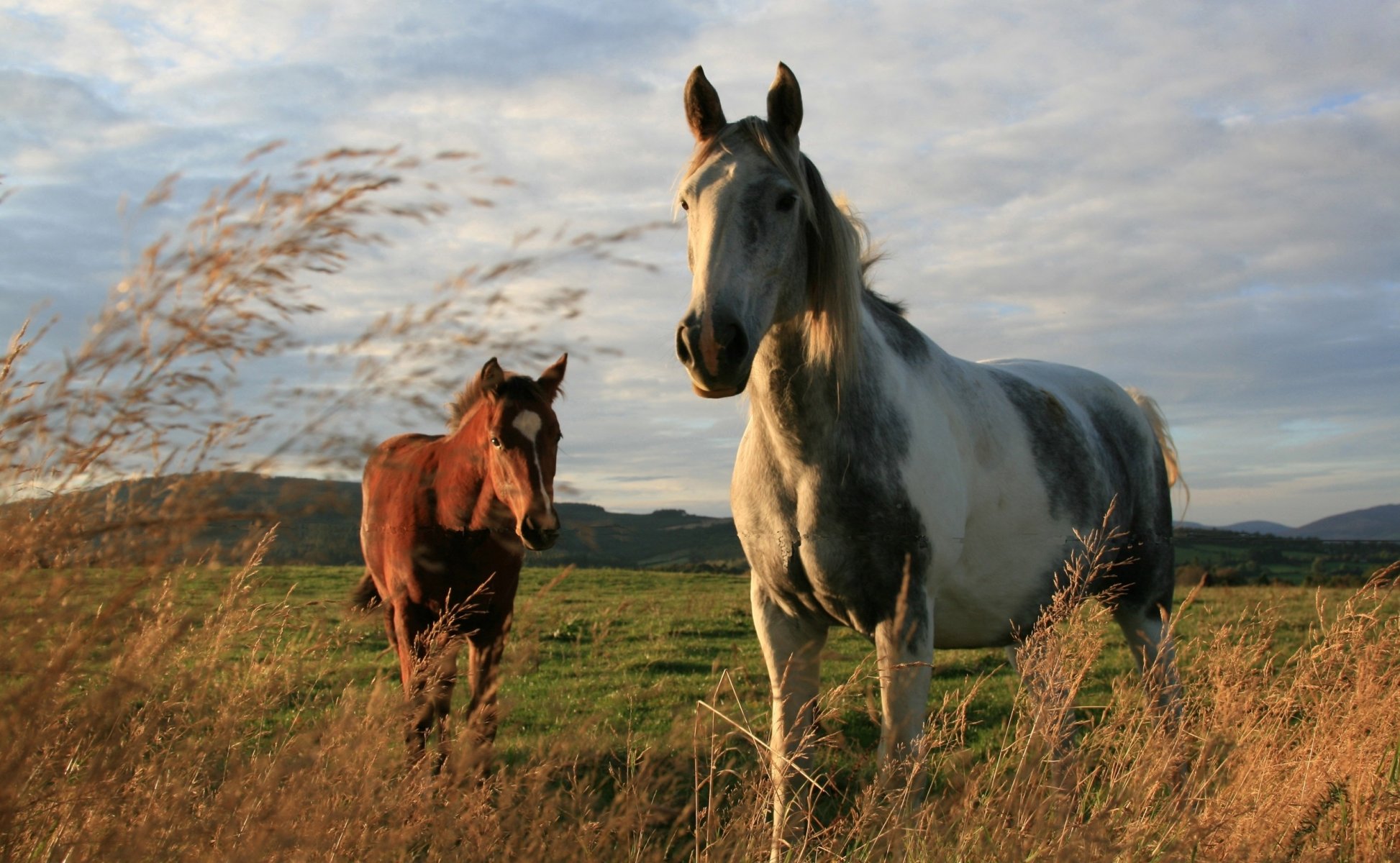 feld natur pferde rasse farbe