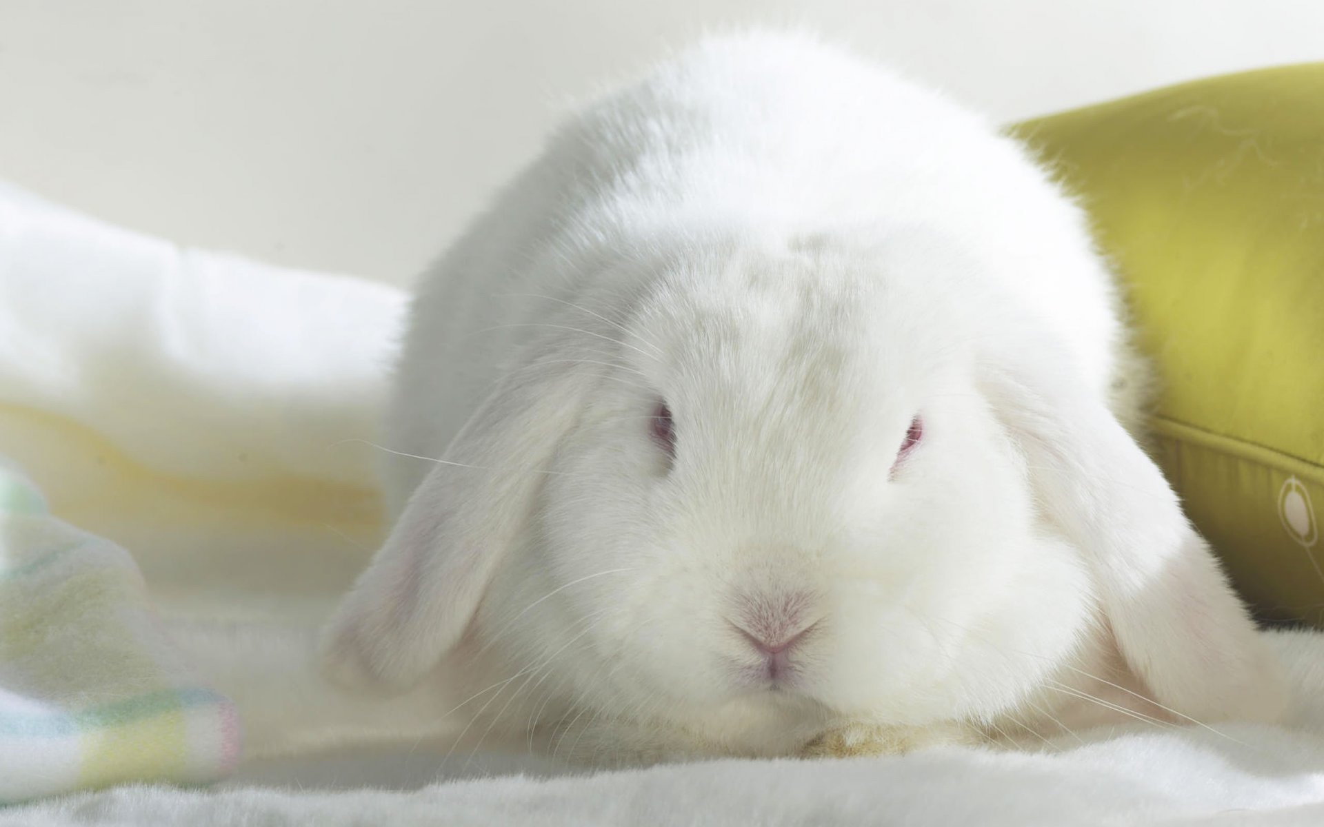 lapin blanc à longues oreilles