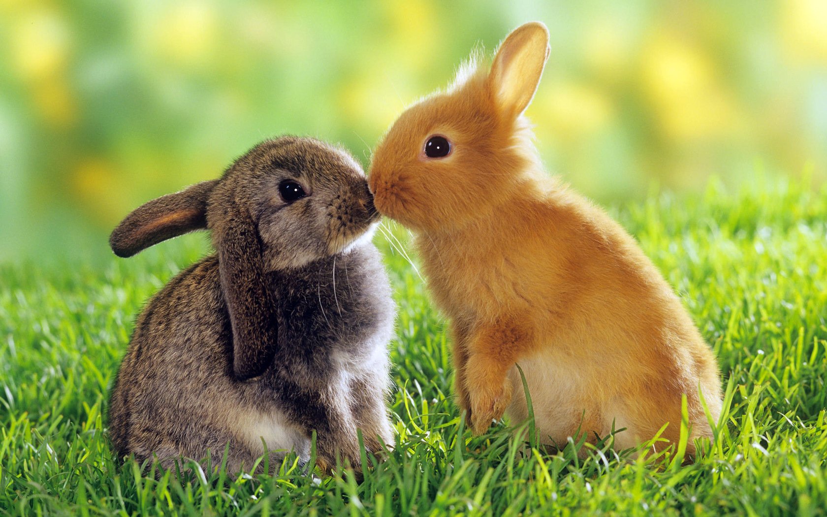 conigli erba bacio bambini piccoli