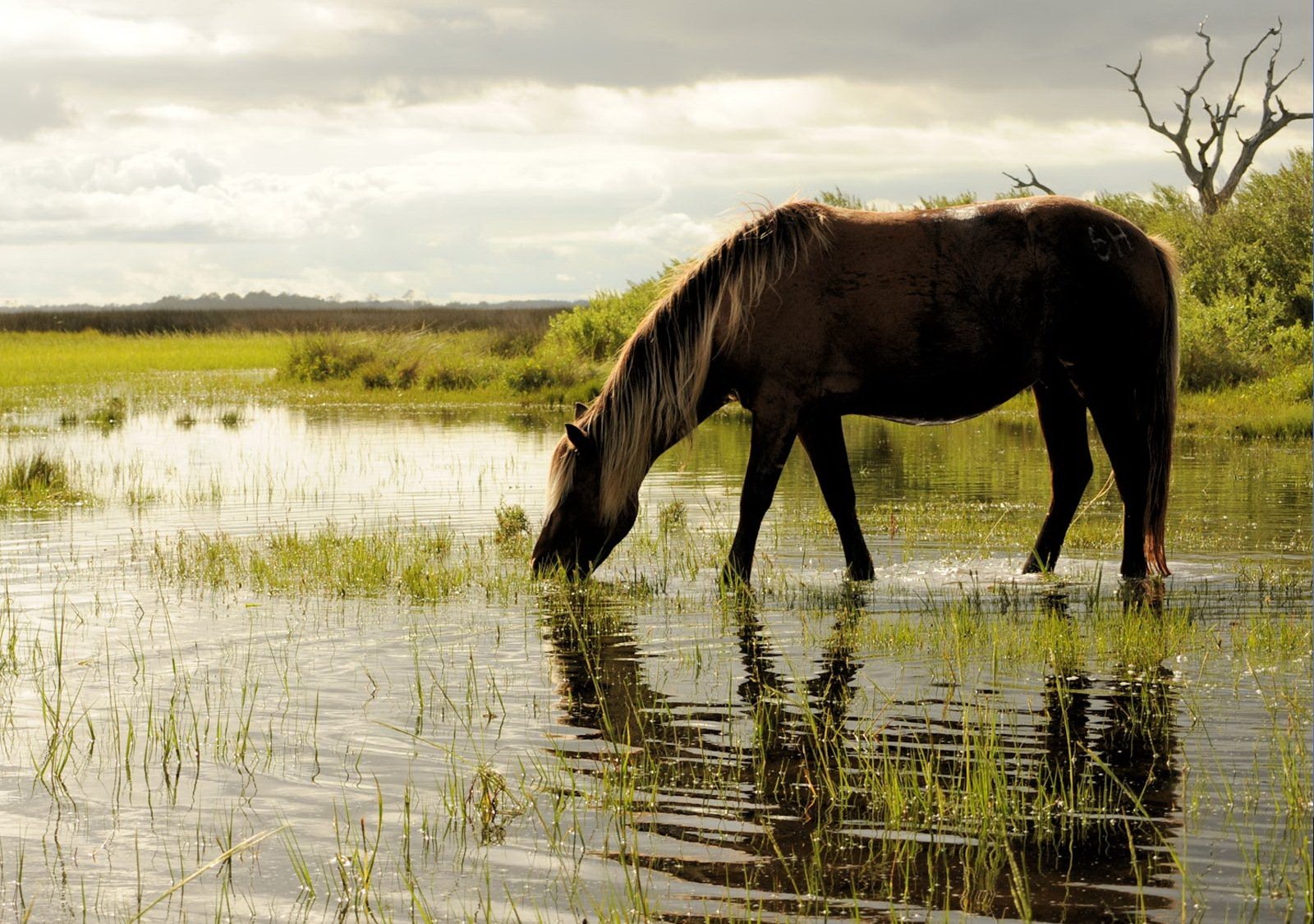 cheval eau herbe