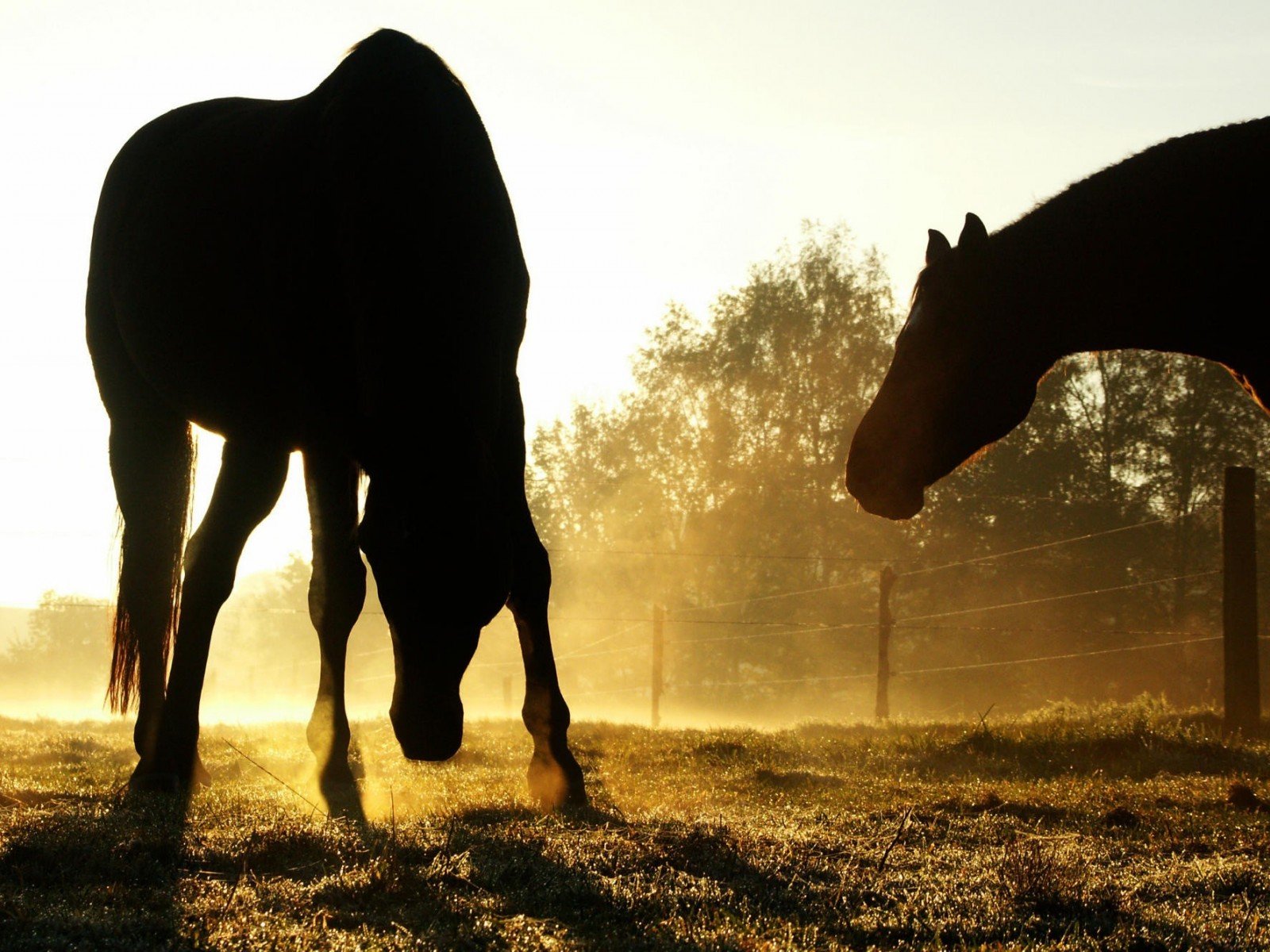 chevaux herbe ombres soleil