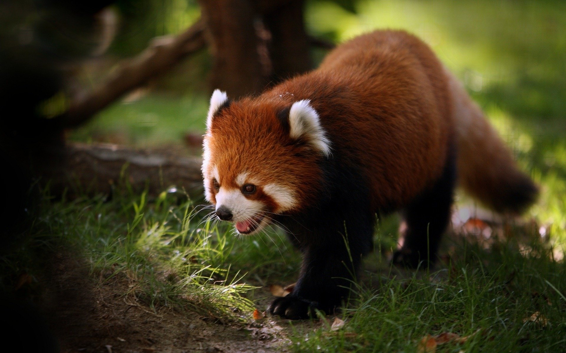 panda rojo hierba