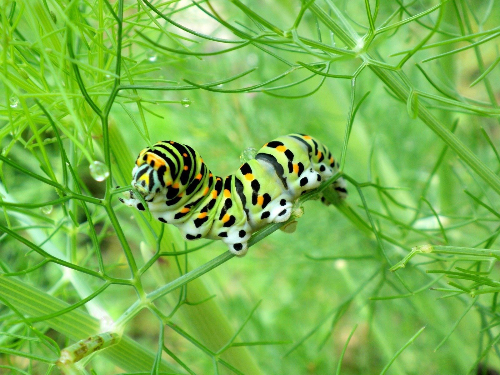 oruga hoja de hierba verde