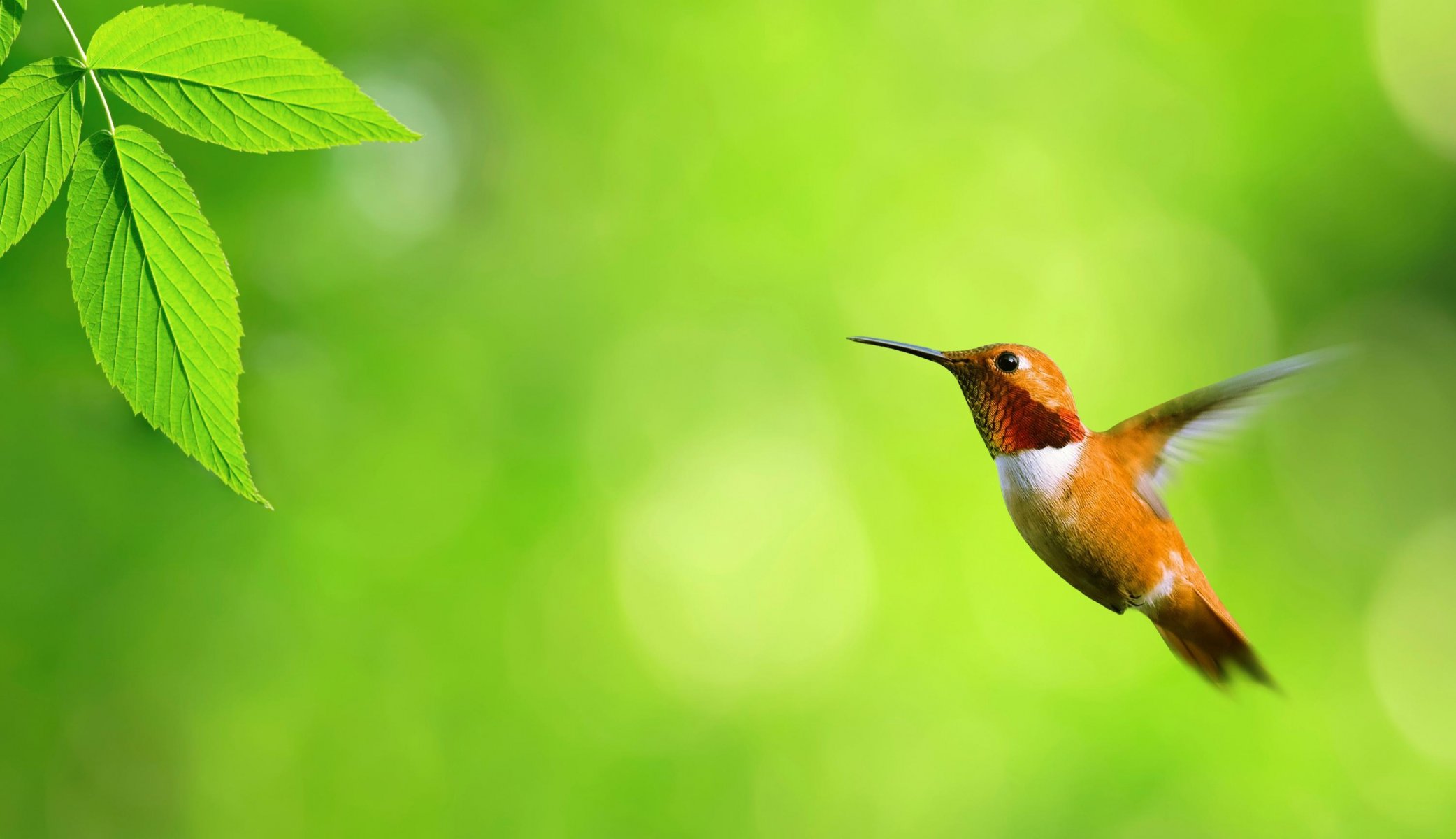 colibrí hoja verde vuelo