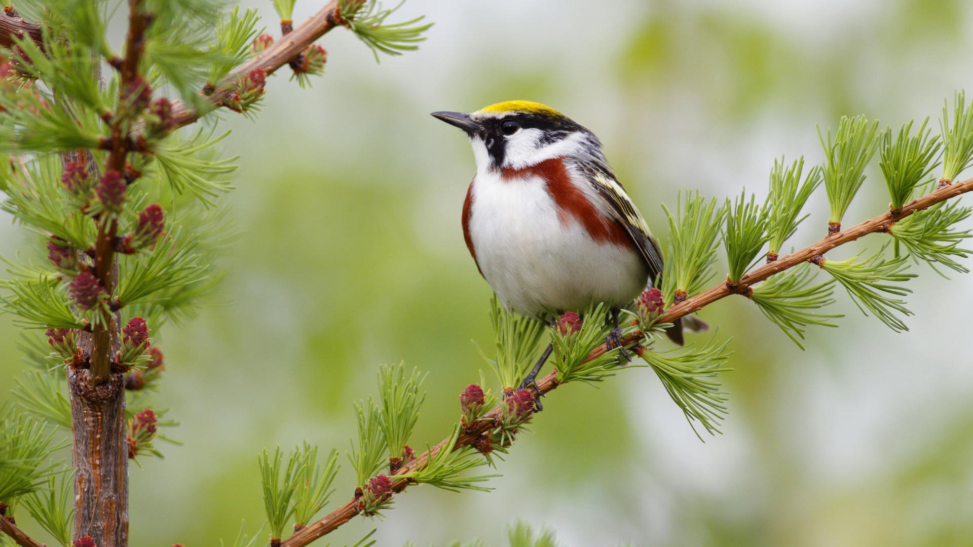 vogel zweig nadeln zapfen