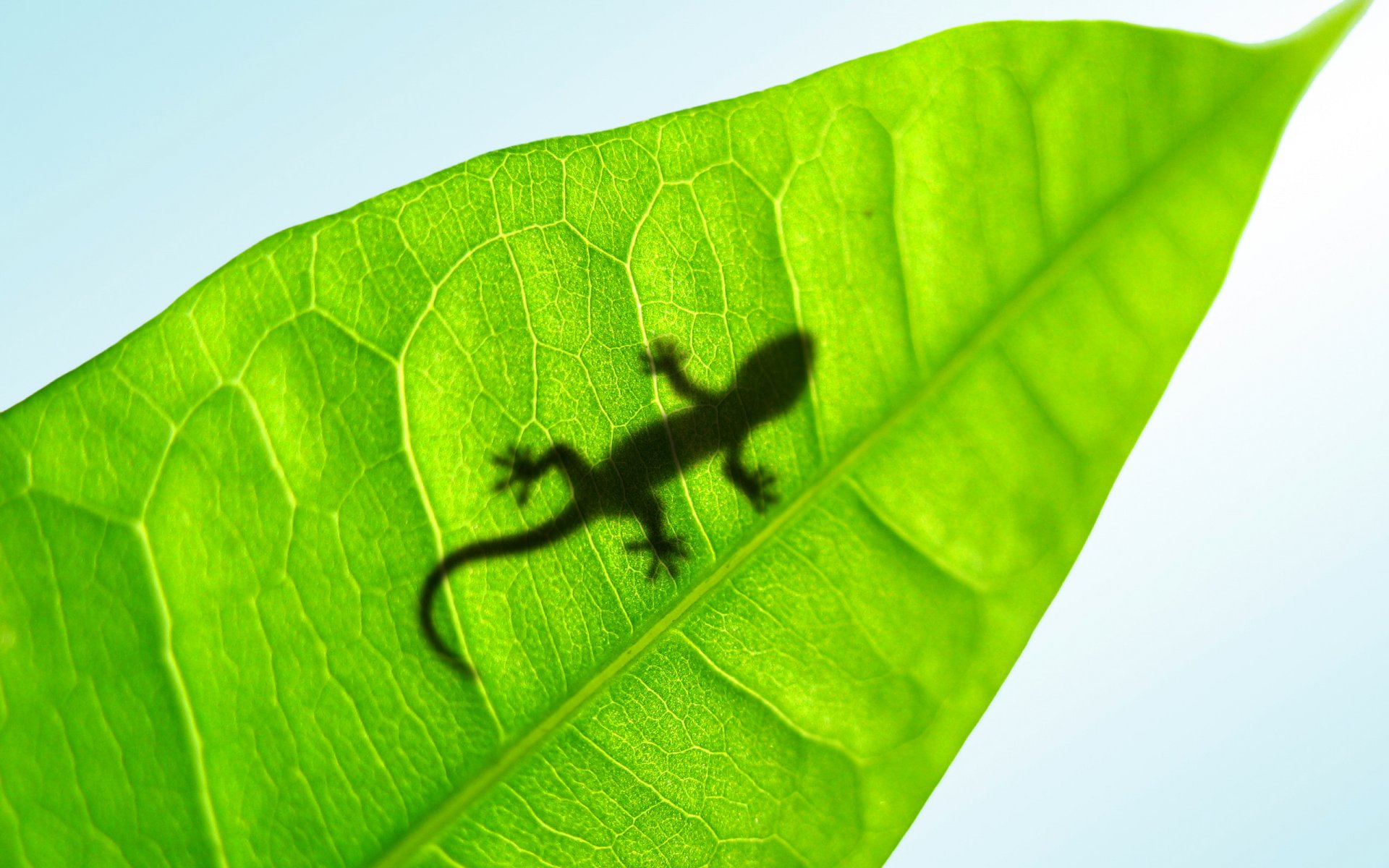 gecko-lacke eidechse blatt