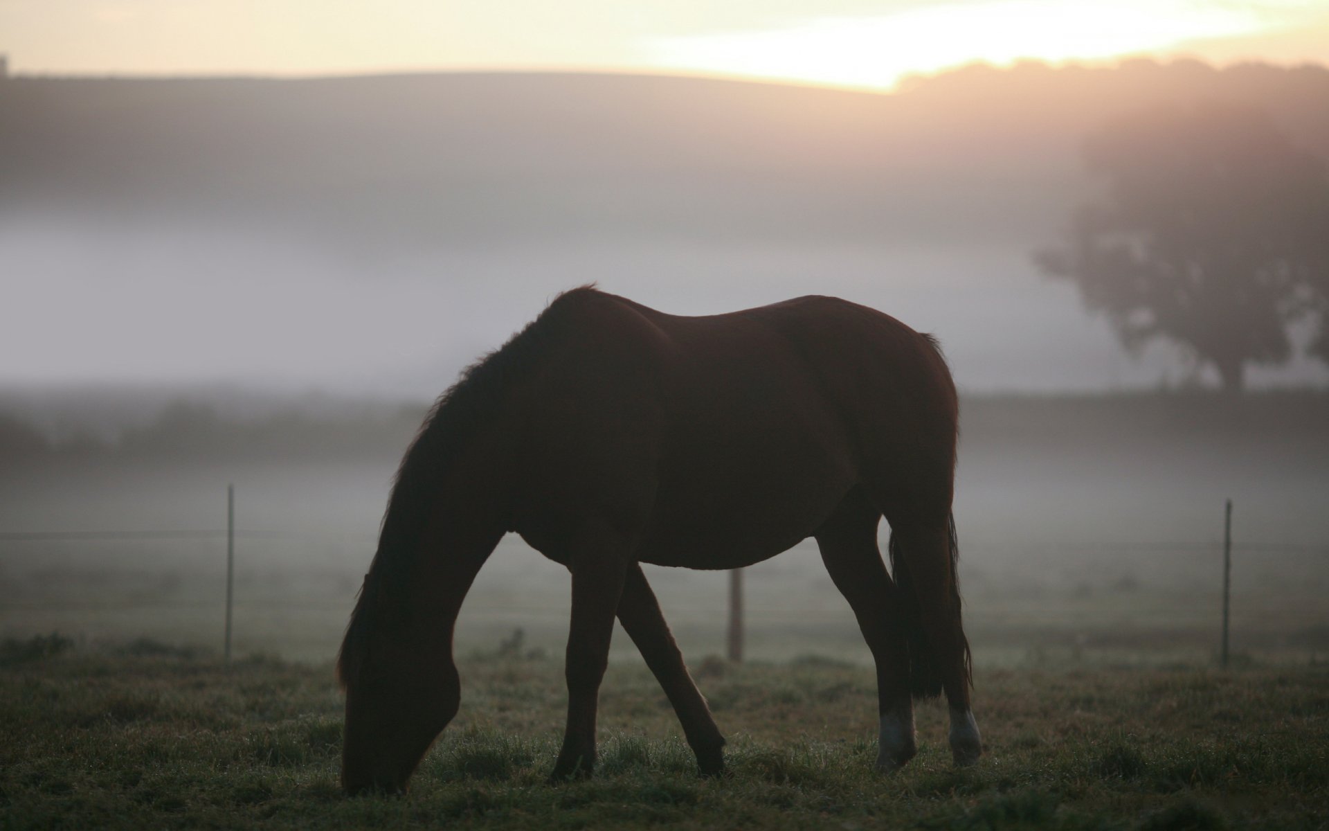 animales paisajes caballos caballos campo pasto hierba niebla mañana